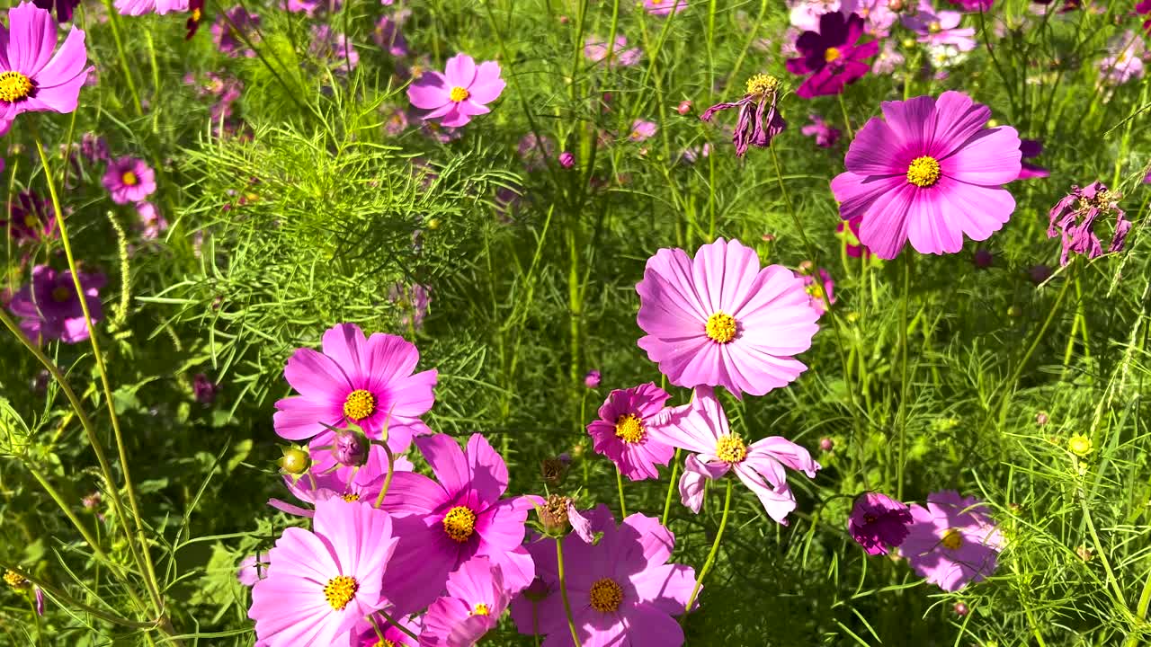flores del cosmos vibrantes florecen bajo cielos despejados