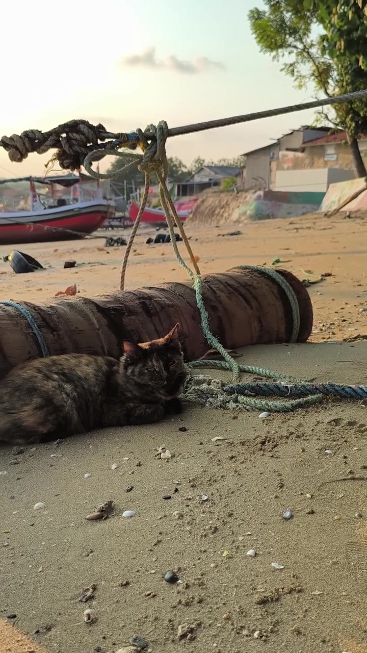 Gatto tartarugato che riposa su una spiaggia sabbiosa vicino a barche da pesca