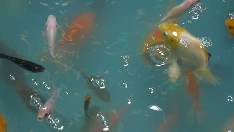 Goldfish-in-water-tank-for-sale-at-night-market-thailand-Asian-swimming