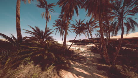 Oasis-at-the-moroccan-desert-dunes