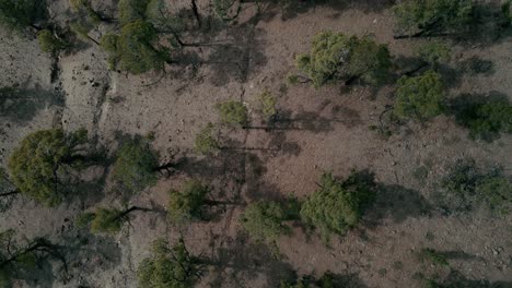 Spinning-Aerial-Upwards-Shot-of-Scarce-Trees-in-Forest-Located-in-Tenerife-Spain,-Black-Mountains