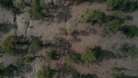spinning aerial upwards shot of scarce trees in forest located in tenerife spain, black mountains