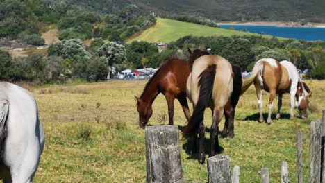 close up of wild horses grazing on meadow in front of maitai bay in new zealand