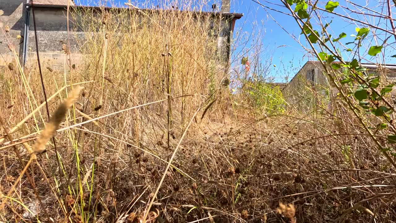 도시 건물 근처의 건조한 풀과 식물