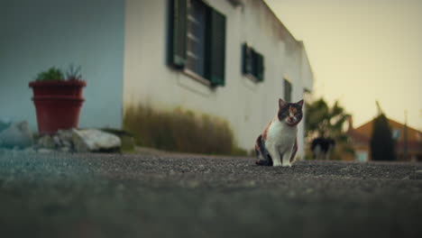 Calico-Cat-by-a-House-in-an-Animal-Shelter-at-sunset