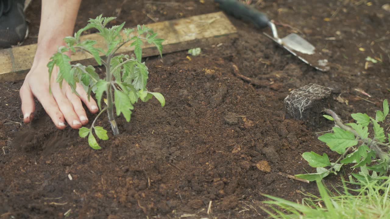 Uomo che smuove il terreno attorno alla base di una pianta di pomodoro in giardino