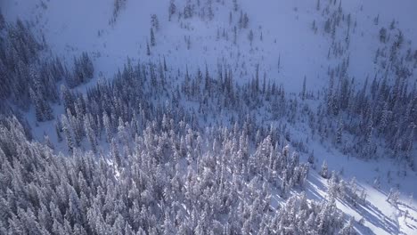 Los-árboles-De-Hoja-Perenne-Cubiertos-De-Nieve-Se-Diluyen-En-La-Pendiente-De-Avalancha-De-Montaña