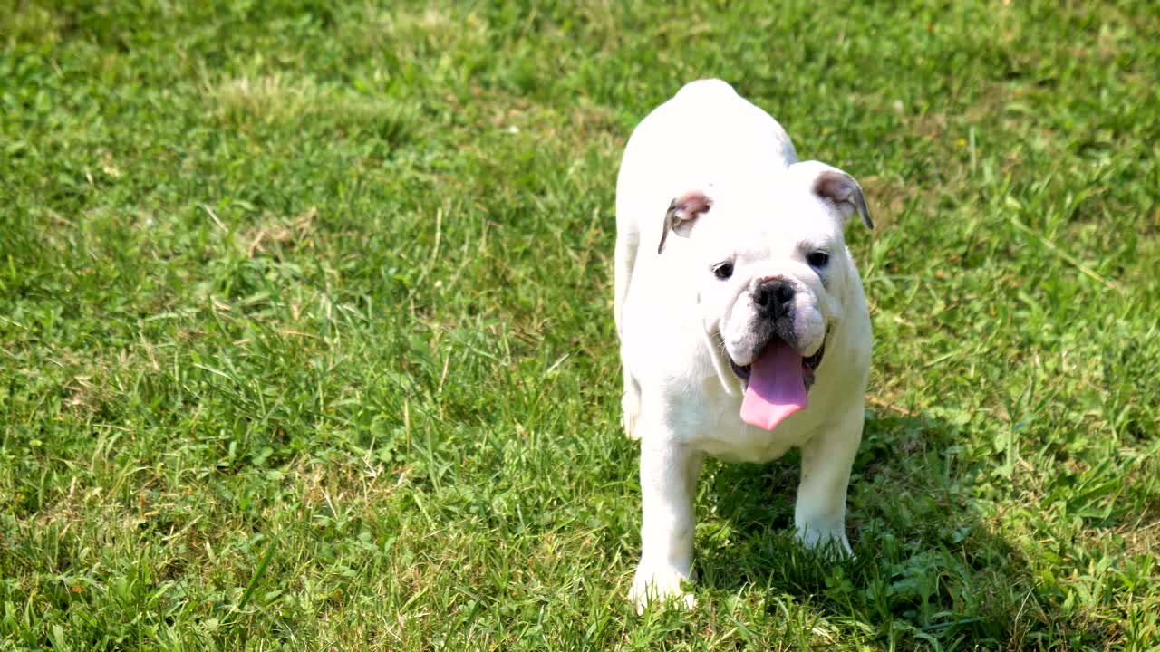 아름다운 색 갈색 영어 불도그, 풀 위에 앉아있는 아름다운 얼굴, 자연 배경, 개념: 패러디스트 개, 좋아하는 동물, 진정한 친구, 개의 혈통, 친구의 개, 작은 양털.