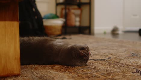 Graue-Katze-Spielt-Mit-Rotem-Spielzeug-Auf-Dem-Teppich