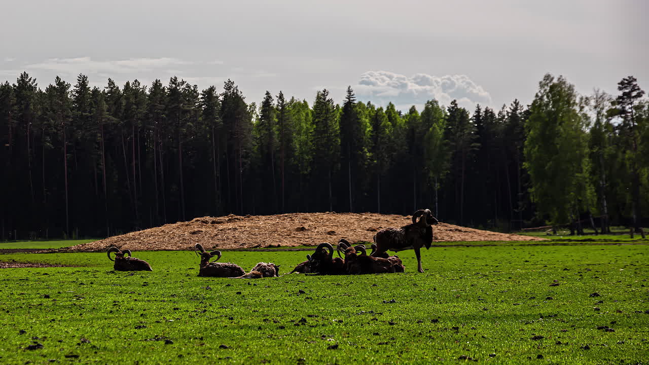 숫양과 양의 무리가 일광욕을 하고, 휴식을 취하고, 맑은 들판에서 태양 아래 풀을 뜯다