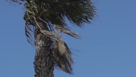 Palm-tree-close-up