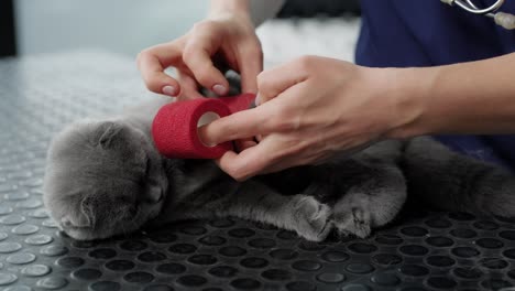 close up of female veterinarian bandaging the leg of cat.