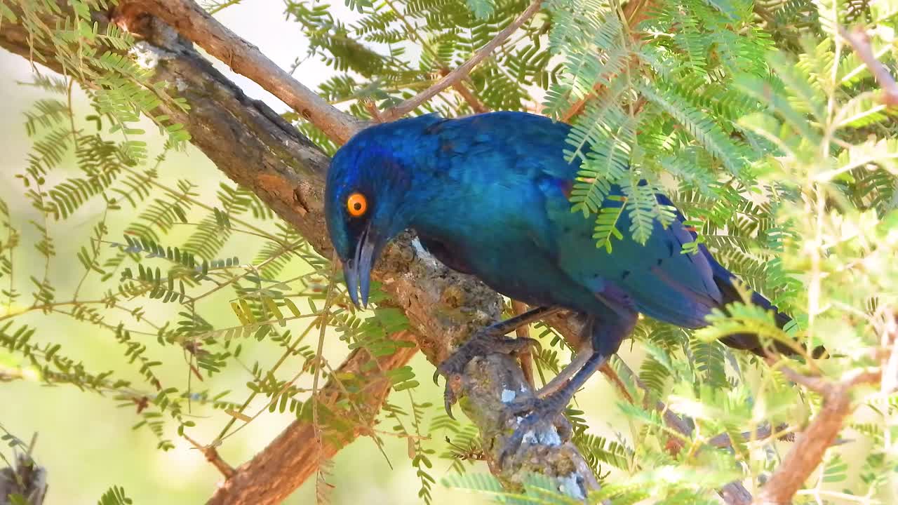 남아프리카 공화국 크루거 국립 공원 에 있는 케이프 글래시 스털링 새 종