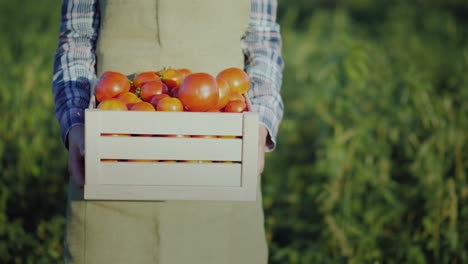 el agricultor sostiene una caja de madera con tomates productos agrícolas frescos