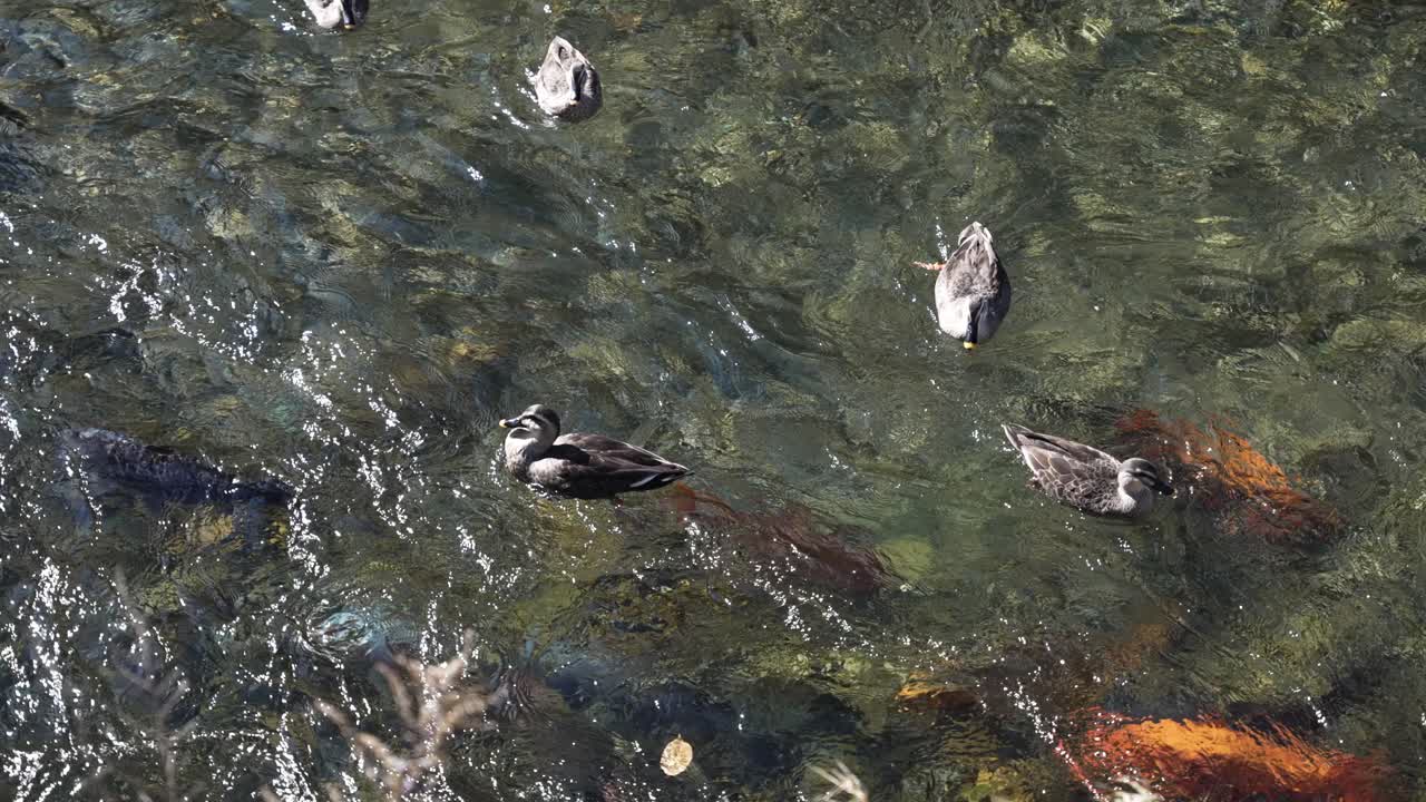 Ducks swimming on the Miyagawa river surface with colorful koi fish underneath in Takayama, Japan