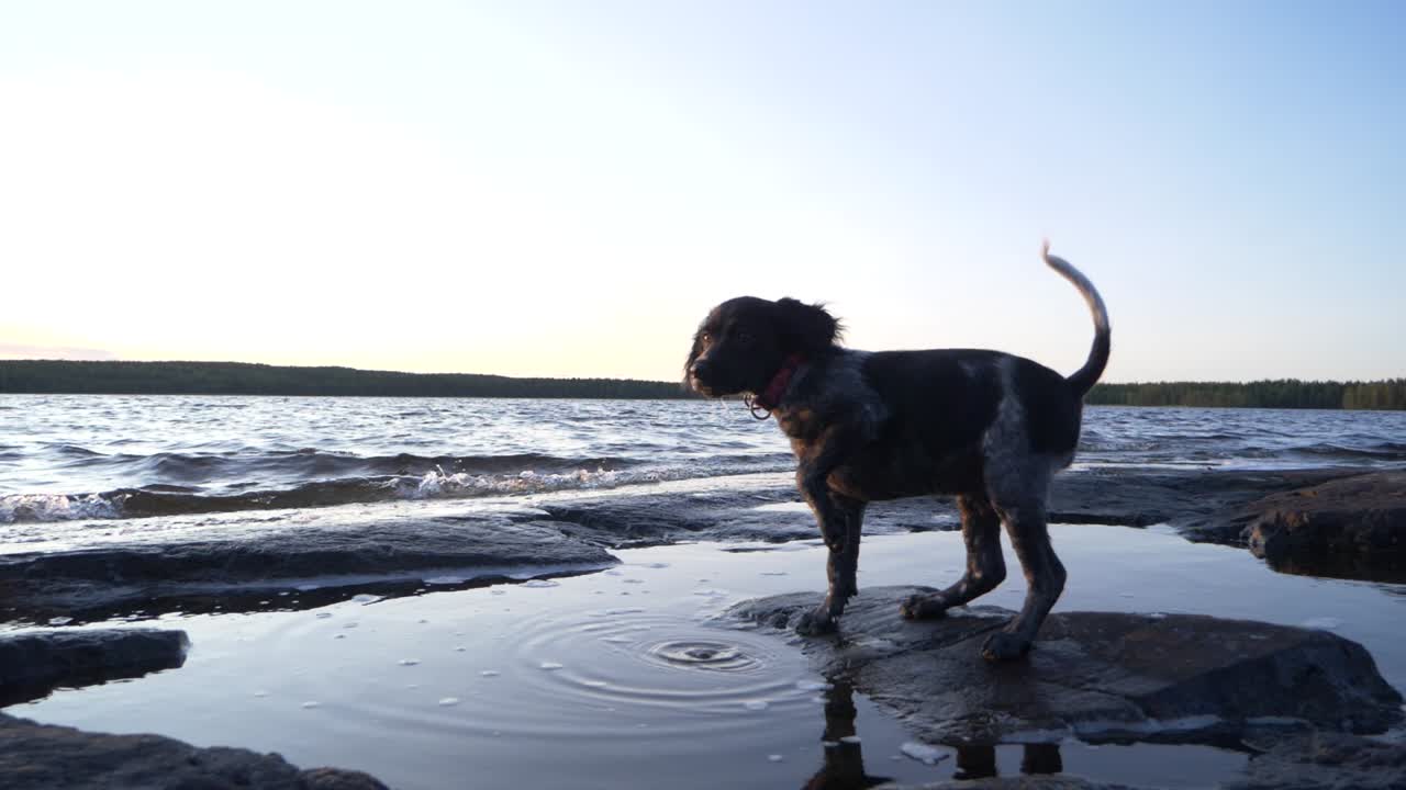 empuje en ángulo bajo tiro de perro bretón spaniel disfrutando de los charcos de marea baja en una playa, en una hermosa puesta de sol azul frío