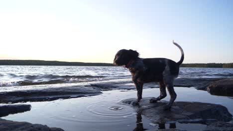 Low-angle-push-in-shot-of-Brittany-Spaniel-dog-enjoying-the-low-tide-puddles-in-a-beach,-at-a-beautiful-cold-blue-sunset