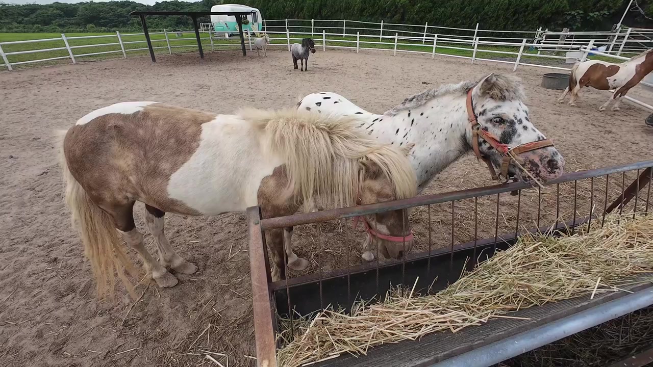 Ponyer spiser hø på en indhegnet udendørs fold på en overskyet dag, landlige omgivelser.