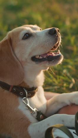 perro beagle mirando atentamente a su dueño al aire libre, enfocando la mirada atenta mientras el dueño hace gestos, creando un momento íntimo de conexión, comunicación y entrenamiento, hierba en el fondo