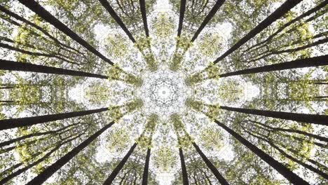 kaleidoscope geometric animated pattern abstract nature