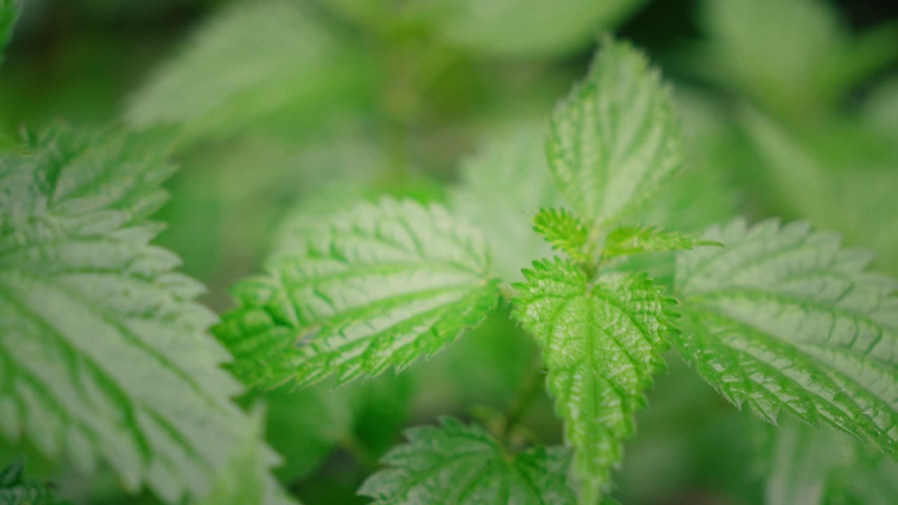 green nettle leaves moving in the wind and rain in a close-up