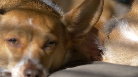 sleeping dog in the sun light