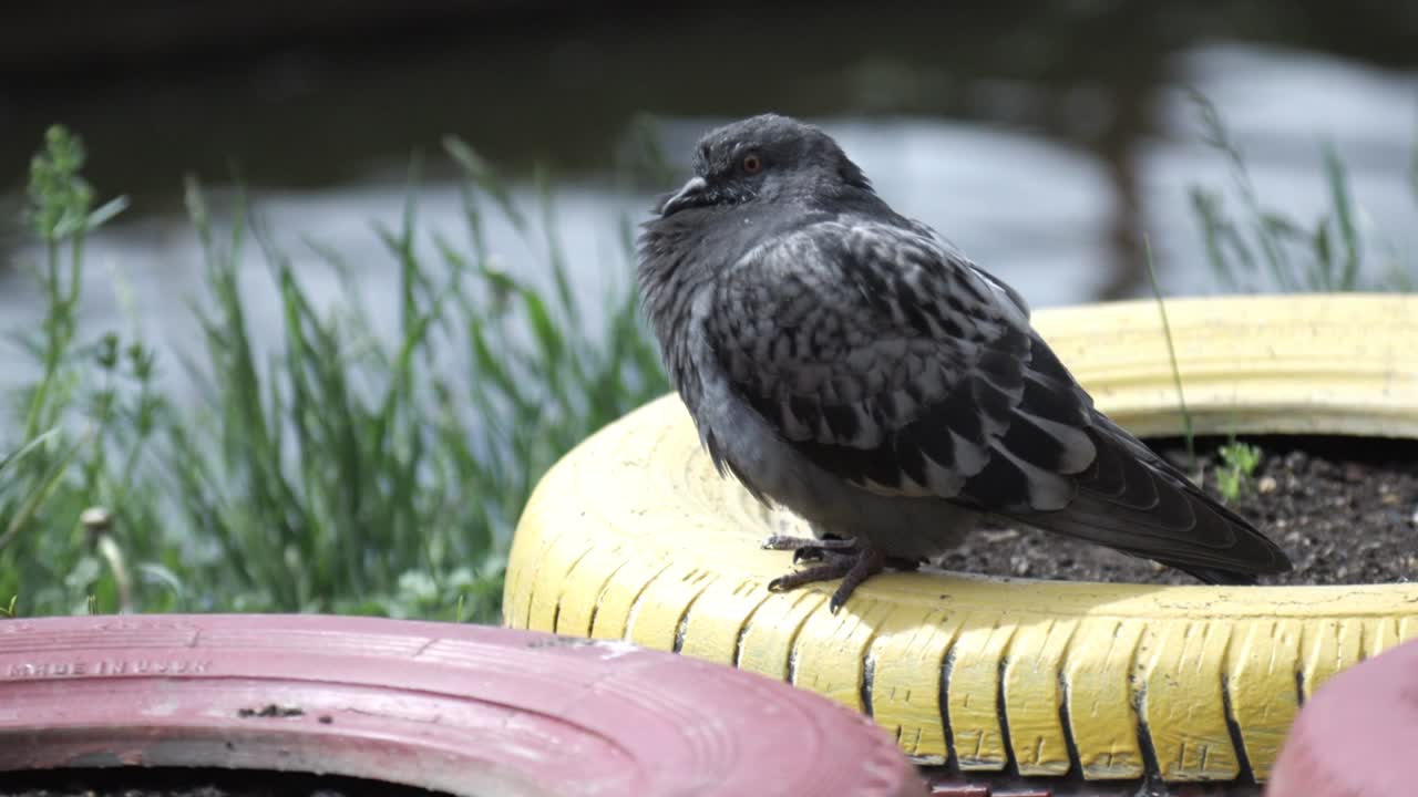 재활용 된 타이어 에 있는 비둘기
