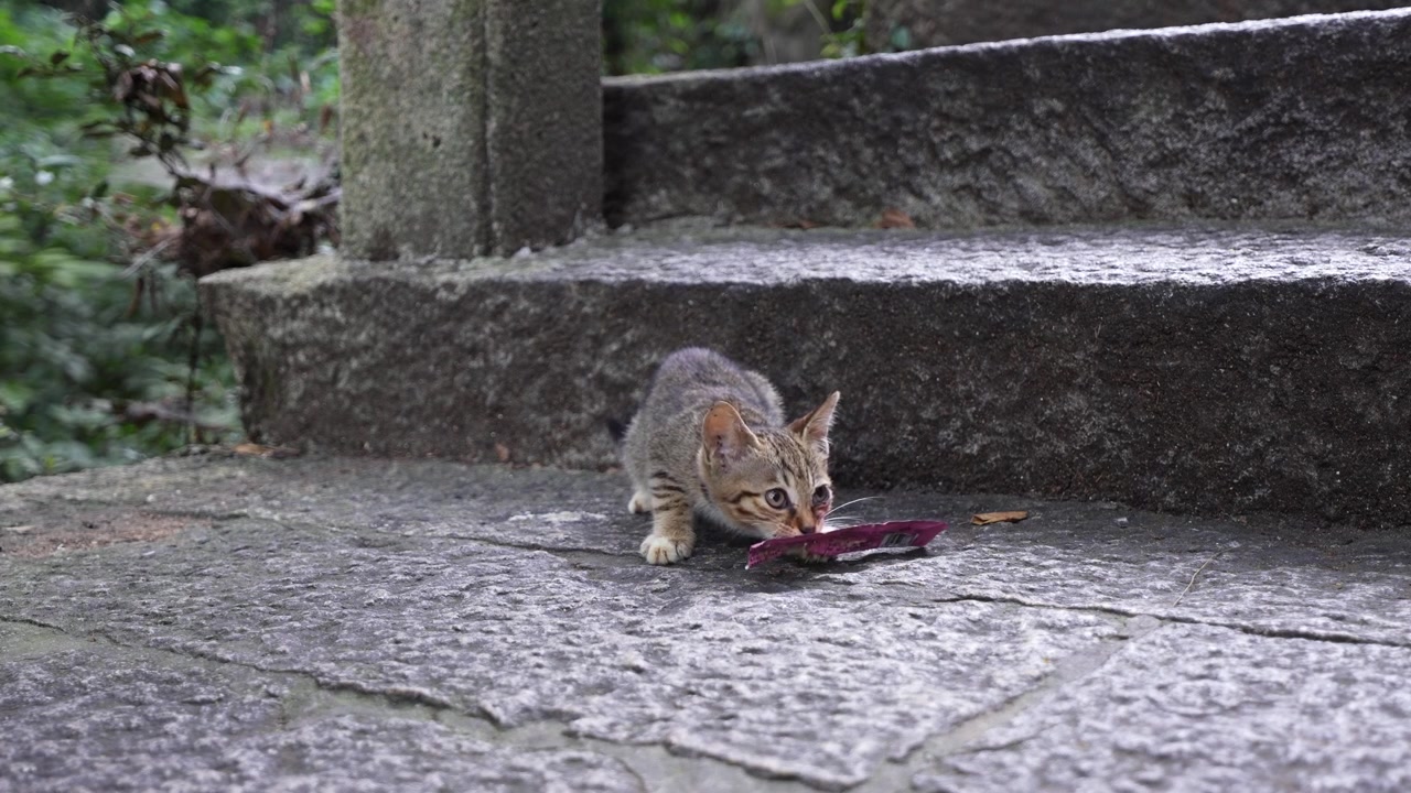 Um gatinho procurando por restos de comida (4K50p).