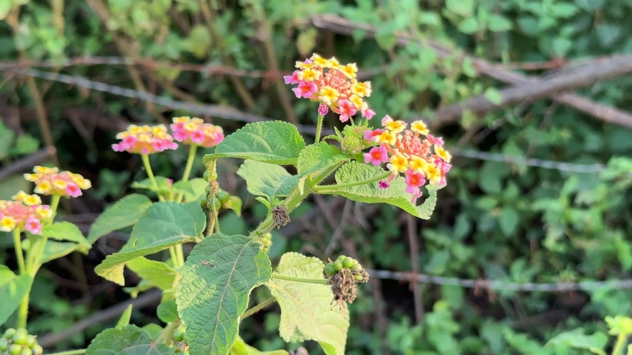 Fiore di Lantana che ondeggia lentamente con il vento in natura