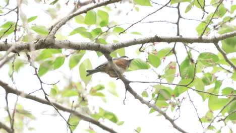 A-Varied-Tit-Perching-On-Tree-In-The-Forest-During-Daytime-In-Saitama,-Japan---low-angle,-static-shot