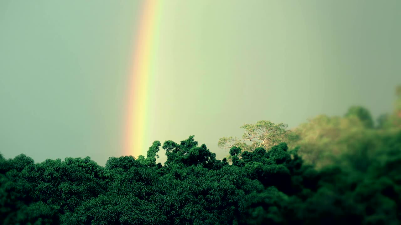 Timelapse of a rainbow forming over a tropical evergreen rainforest