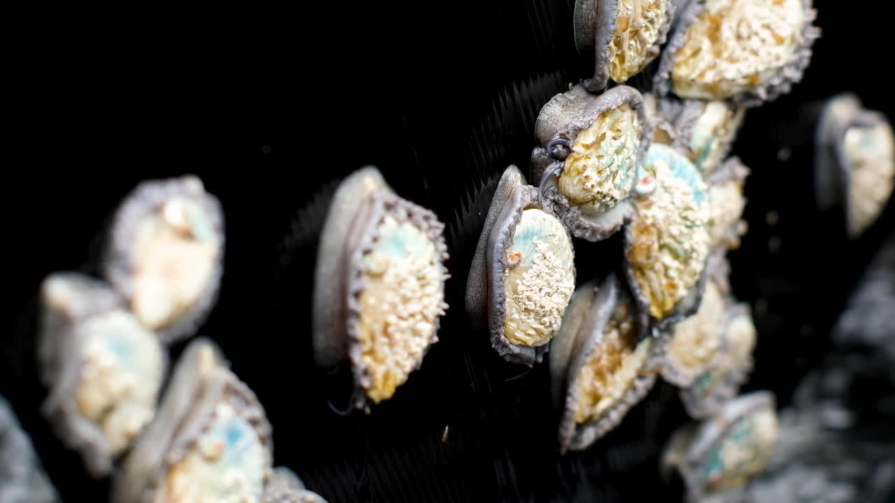 caracol marino con alto valor de mercado arrastrándose