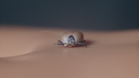 macro de cerca de la garrapata en la piel humana
