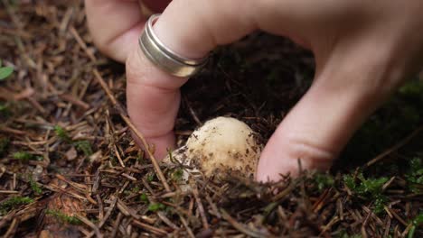 Mädchenhand,-Die-Einen-Steinpilz-Aufhebt,-Der-Im-Schmutz-Des-Waldsteinpilzes-Steckt