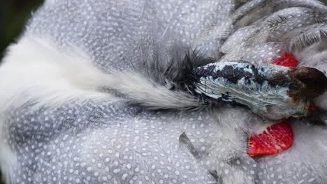 guineafowl preening feathers in melbourne, australia