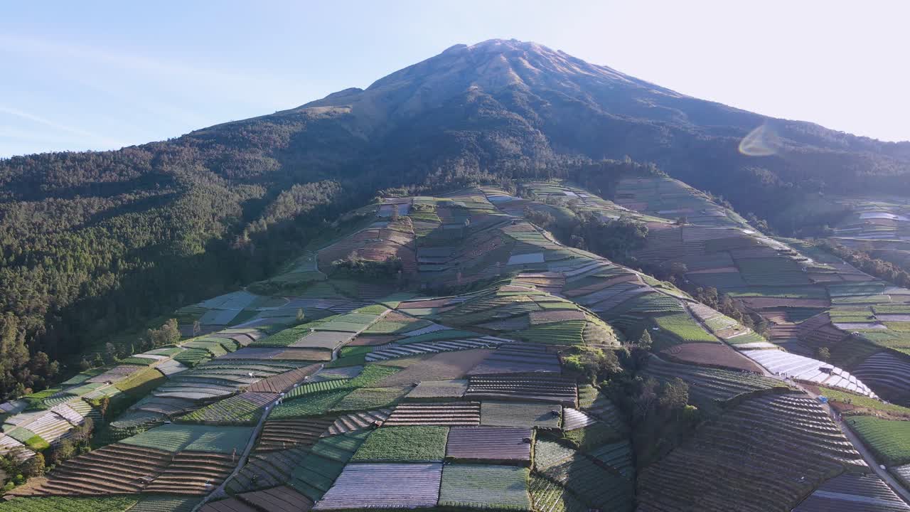 Veduta aerea di piante di ortaggi in crescita sui pendii della montagna in una mattinata di sole.