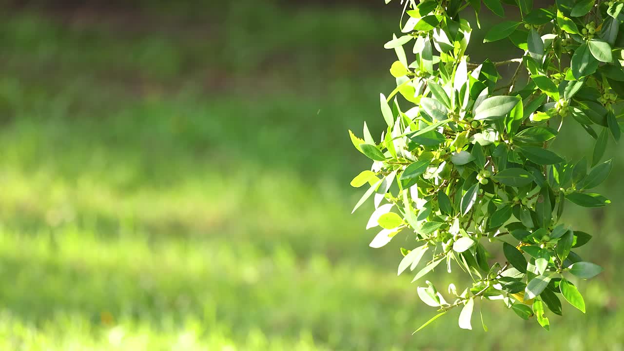 A tree branch gently sways in the breeze, illuminated by sunlight, against a vibrant green background in Gold Coast, Australia