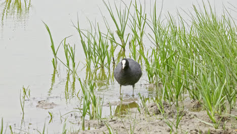 eurasian coot has a distinctive white beak and 'shield' above the beak which earns it the title 'bald coot