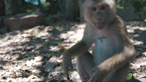 Chewing-monkey-sitting-in-dirt-looking-into-the-camera