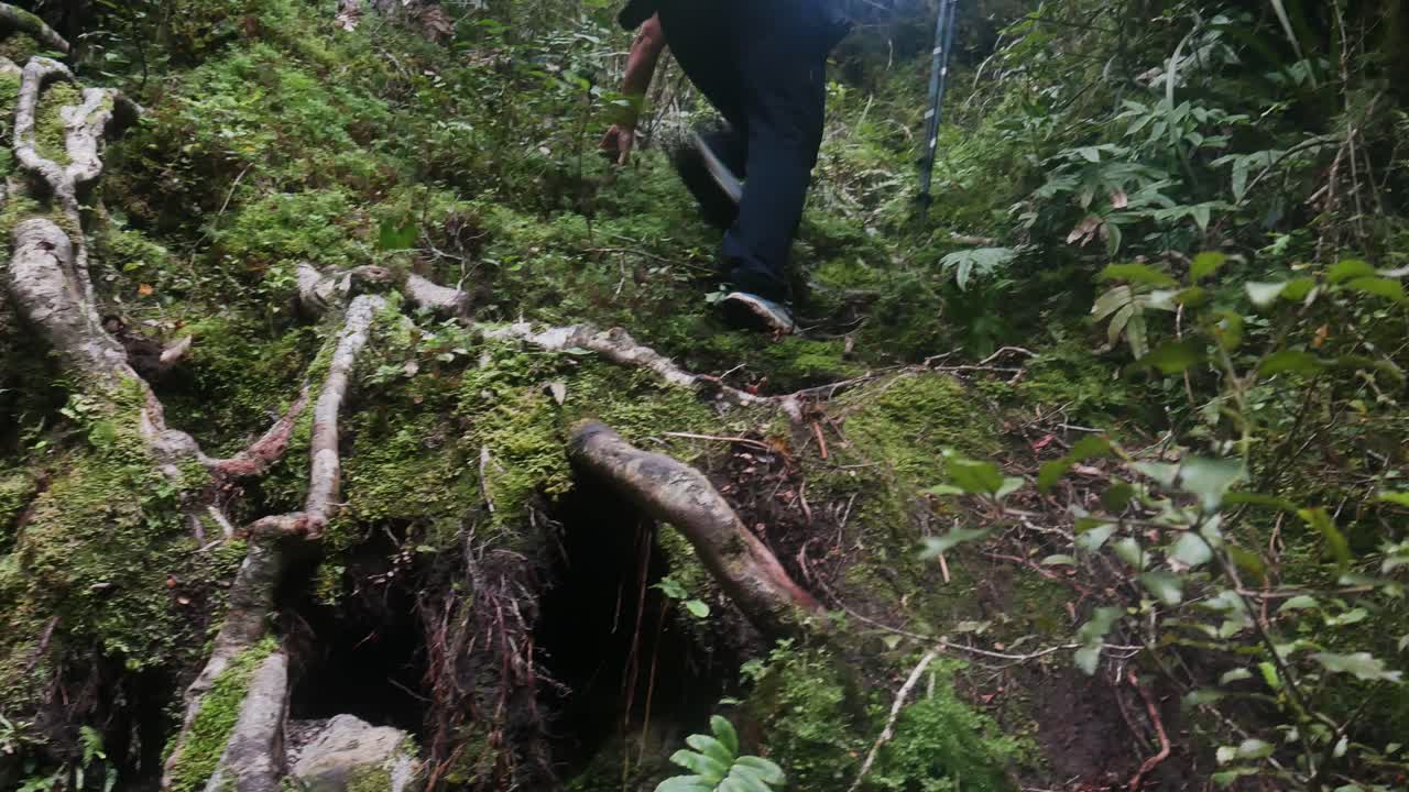 hiker climbs massive trees roots in lush forest