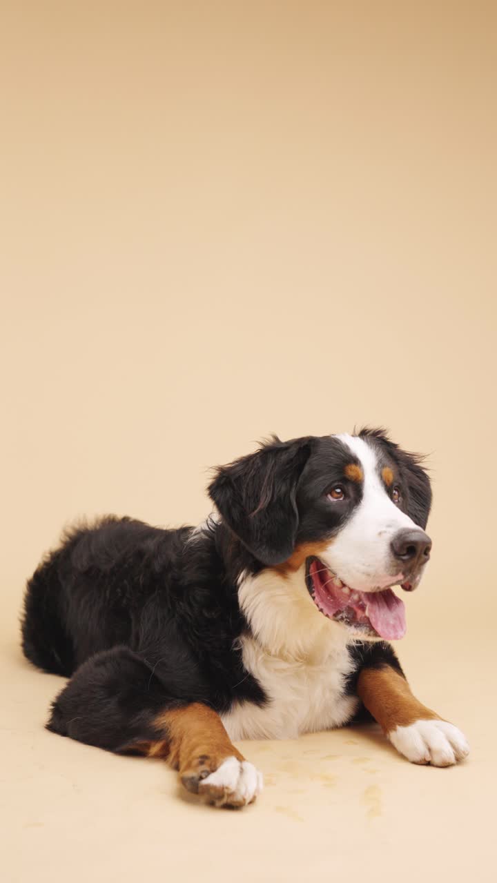 Bernese Mountain Dog resting