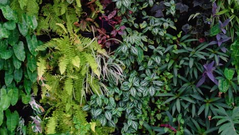 mixed green plants growing on a vertical living wall in a beautiful tropical garden