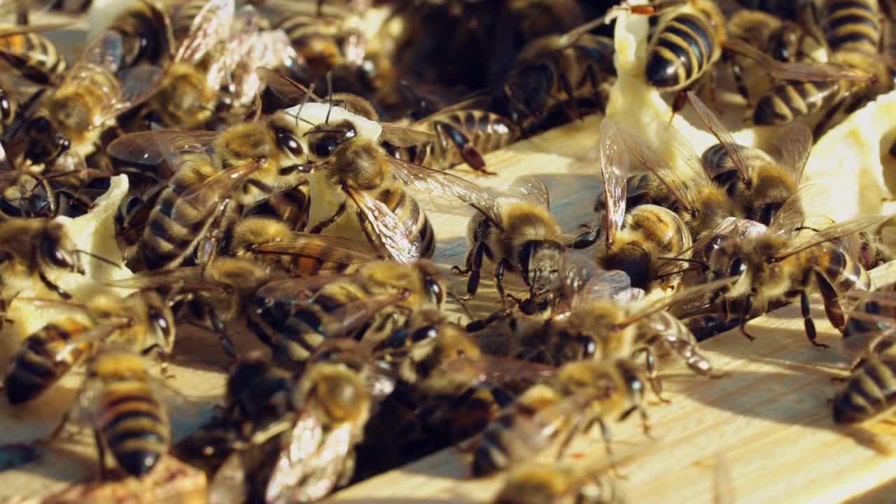 Close-up of honey bees. Frames of a beehive. Bees turn nectar into honey.