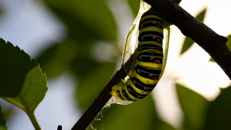 caterpillar on a branch