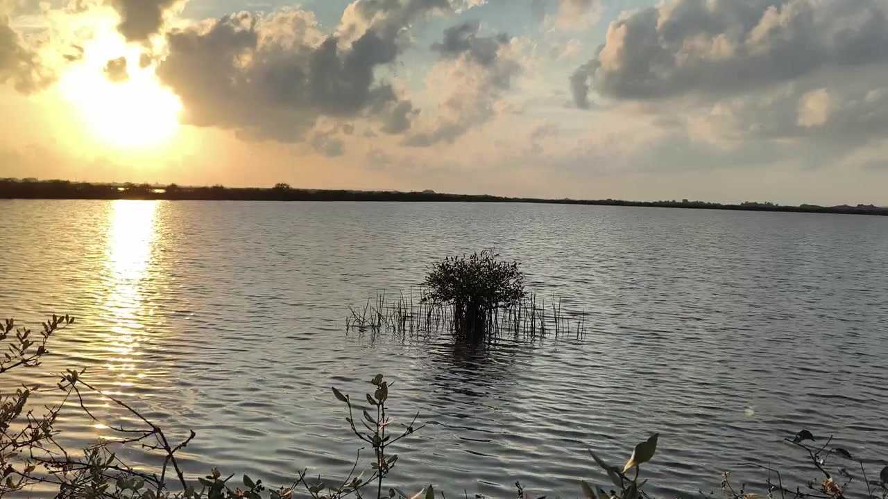Pequena Árvore de Mangue em Lago Calmo ao Pôr do Sol