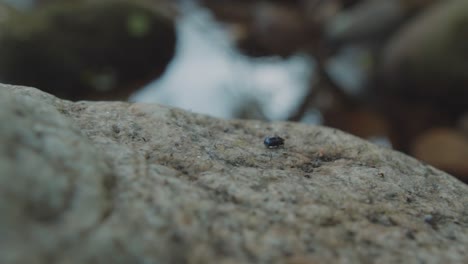 Kleiner-Käfer,-Der-Auf-Einem-Felsen-Läuft