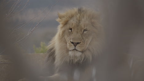 Close-up-african-lion-shot-through-the-tree-branches