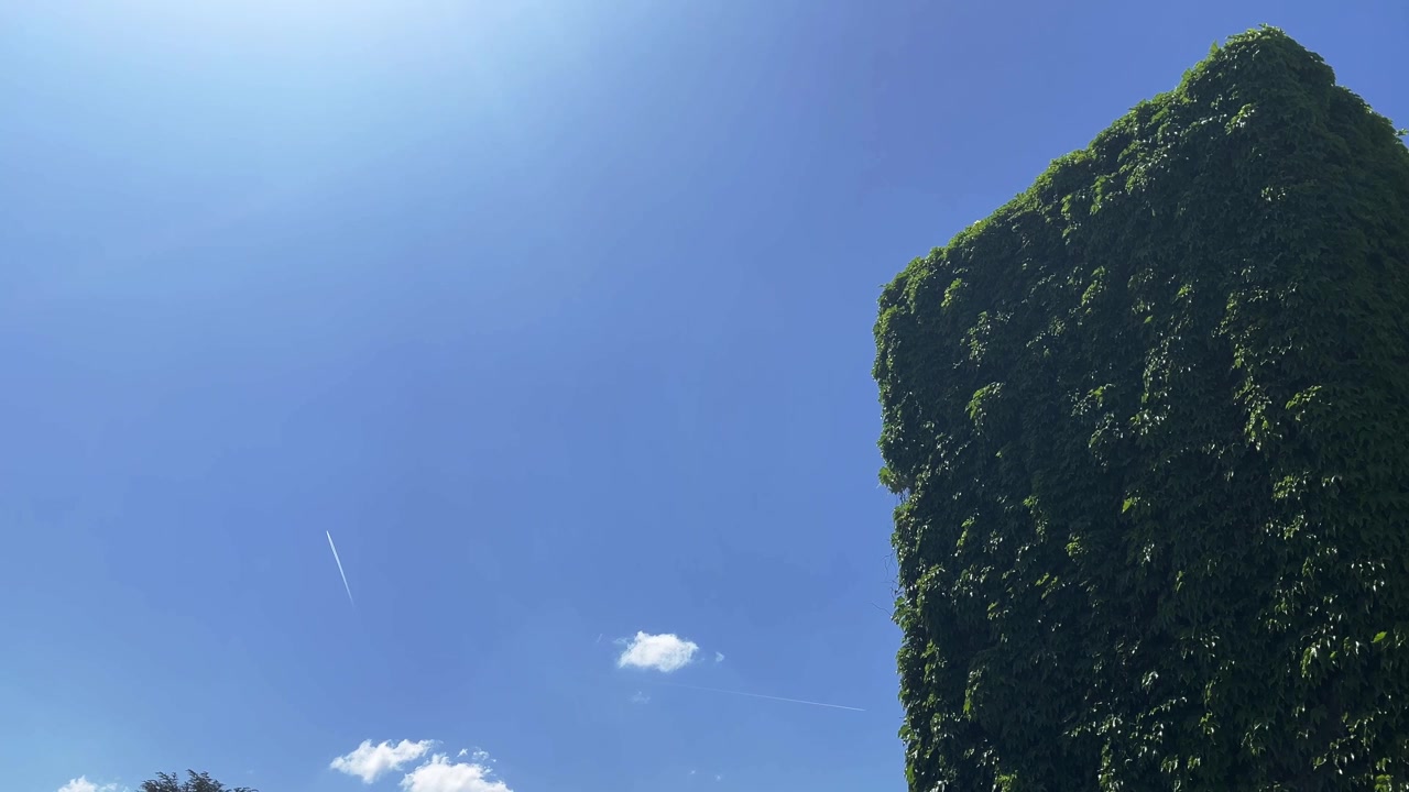 澄み切った青空を背景にそびえ立つ緑豊かな壁。白い飛行機雲が見える。建築デザインや環境テーマに最適