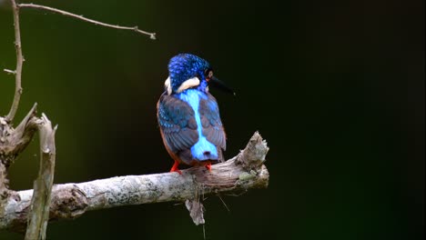 el martín pescador de orejas azules es un pequeño martín pescador que se encuentra en tailandia y es buscado por los fotógrafos de aves debido a sus hermosas orejas azules, ya que es una pequeña, linda y esponjosa bola de plumas azules de un pájaro