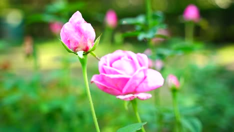 Blume-Im-Garten-Strahlte-In-Der-Sonne-45